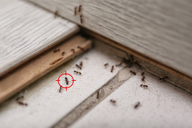 Best Ant Control Services  in Colona, IL