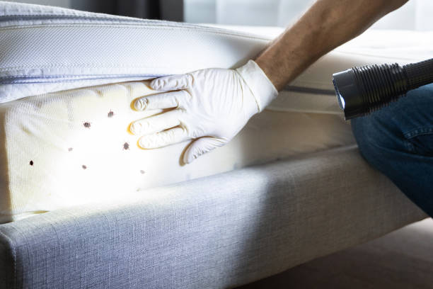 Best Pest Control Near Me in Colona, IL