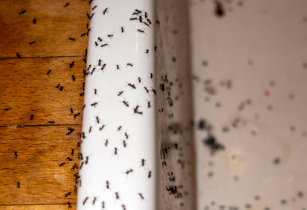 Wildlife Control Services in Colona, IL