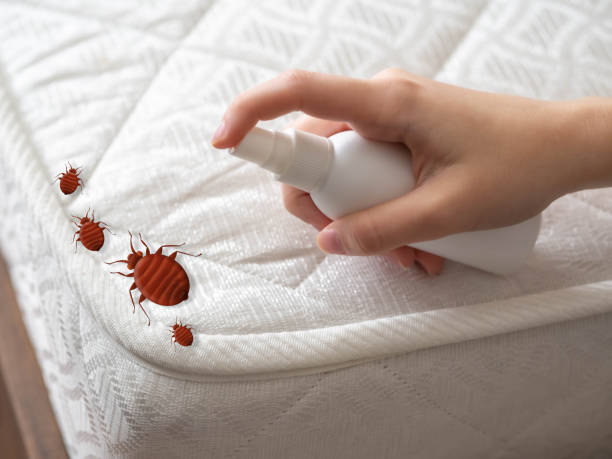 Best Spider Control Near Me  in Colona, IL